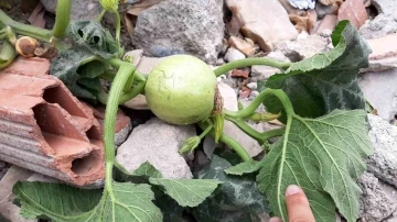 Enkazlarda yeşeren bitkiler umuda büyüyor
