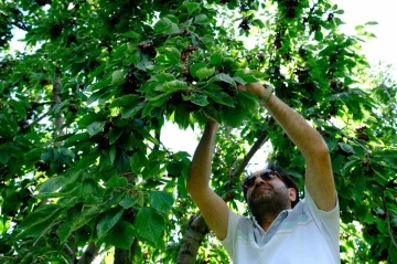 Erzincan’da dalları bastı kiraz
