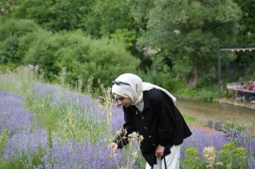 Erzincan lavanta üretimi için çalışmalarına devam ediyor