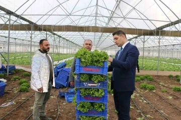 Erzincan’da seralarda ocak ayında marul hasadı sürüyor
