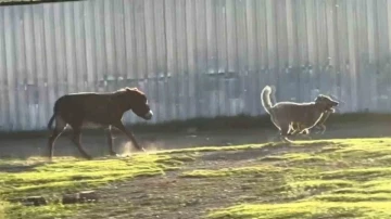 Eşeğin köpeği kovalaması sosyal medyada viral oldu
