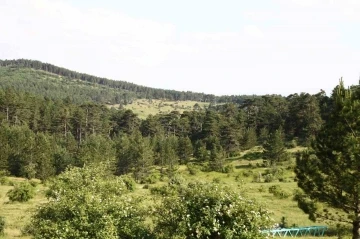 Eskişehir’de ormanlık alanlara girişler yasaklandı
