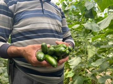 Salatalık ve kabak fiyatları üreticiyi tatmin edecek seviyeye ulaştı