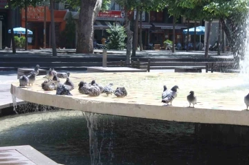 Eskişehir’de sıcaktan bunalan güvercinler süs havazunda serinliyor
