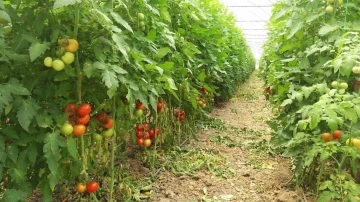 Eskişehir hastalık ve zararlı kontrolleri devam ediyor
