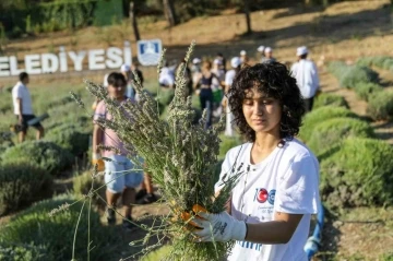 Etrim’de lavanta kokuları içinde hasat keyfi
