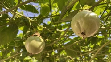 Evlerinin önüne kurdukları tropikal meyve bahçesi gelir kapıları oldu