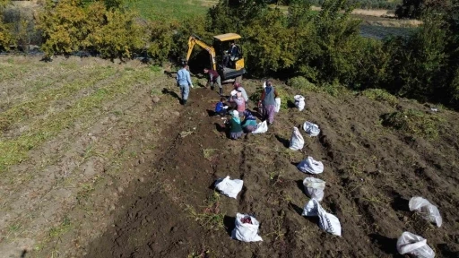 Ezberlerdeki patates algısını bozan tatlı patateste hasat zamanı
