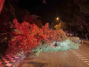 Ezine’de fırtına nedeniyle ağaç devrildi, kapanan yol belediye ekiplerince açıldı
