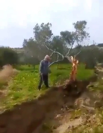 Fay ikiye böldüğü ağacı 10 metre taşıdı
