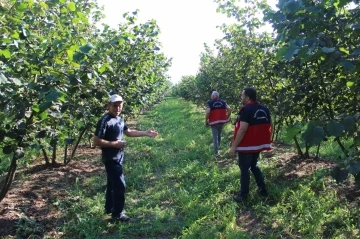 Fındıkta kahverengi ve yeşil kokarca uyarısı
