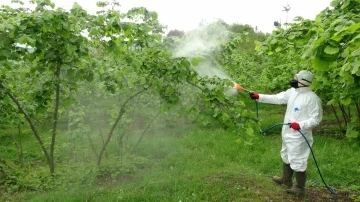 Fındıkta kozalak akarı ve külleme hastalığı ile mücadele başladı
