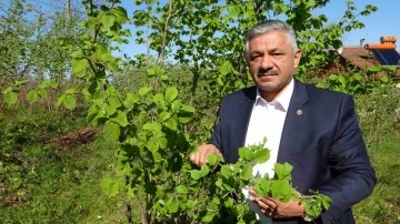 Fındıkta zirai don tehlikesi: Ciddi rekolte kaybı yaşanabilir
