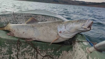 Fırat Nehri’nde 30 kiloluk turna balığı oltaya takıldı
