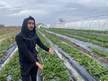 Fırtına sonrası geldiği serasını yerinde bulamadı
