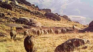 Fotokapan görüntüleri belgeselleri aratmadı
