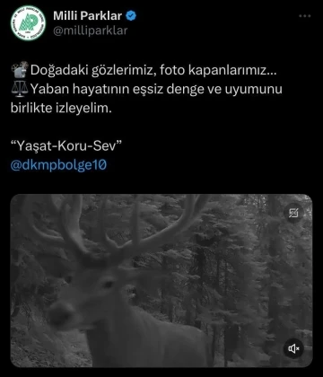 Fotokapanlara yansıyan yaban hayvanlarının eşsiz uyumu
