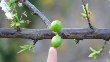 Garip ama gerçek