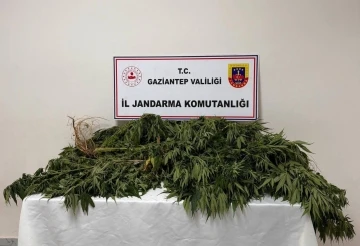 Gaziantep’te 158 kök kenevir bitkisi ele geçirildi: 4 gözaltı
