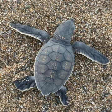 Caretta caretta yavruları denizle buluştu