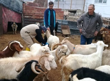 Gediz’de küçükbaş hayvanlara çiçek aşısı
