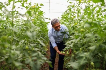 Gemlik Belediyesi serasında yetişen ürünler Halk Büfe’lerde satışta