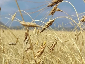 Genetiği bozulmamış 13 bin yıllık kavılca buğdayında hasat dönemi
