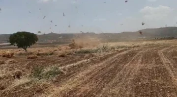 Gercüş’te fırtına mercimek tarlasını birbirine kattı
