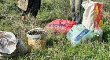 Germencik’te zeytin hırsızları suçüstü yakalandı
