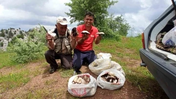 Giden Gelmez Dağlarında &quot;Mor Mantar&quot; toplama zamanı
