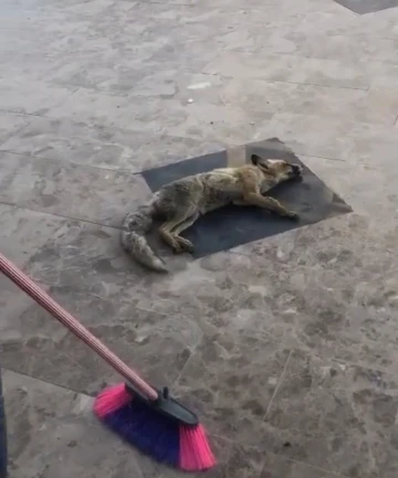 Girdiği dükkandan çıkmak istemeyen tilki, ölü taklidi yaptı
