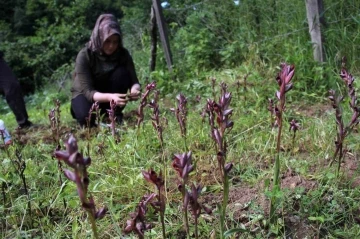 Giresun’da fındığa ek gelir maviyemiş ve salep üretimine hibe desteği
