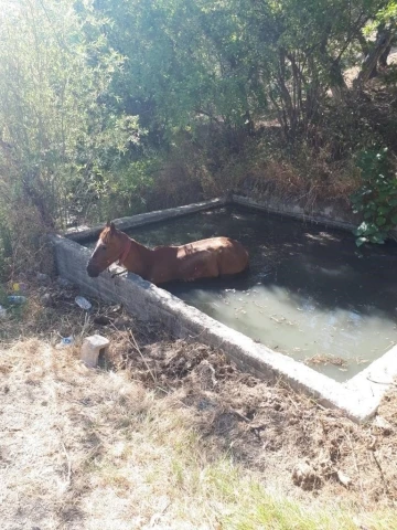 Gölete düşen atı itfaiye kurtardı
