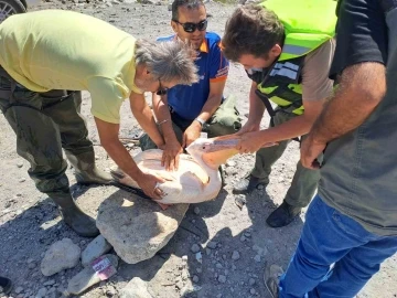 Gölette mahsur kalan pelikanı AFAD kurtardı
