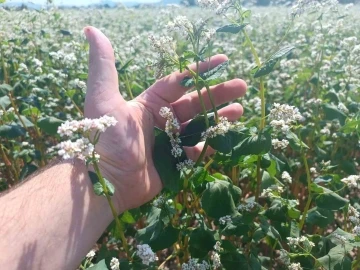 Gölpazarı’nda karabuğdaylar çiçek açtı
