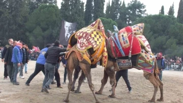 Gömeç’te deve güreşi heyecanı yaşandı
