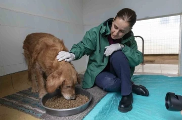 Görme engelli köpekler ’Aşil ve Çakıl’ sahiplendirilmeyi bekliyor
