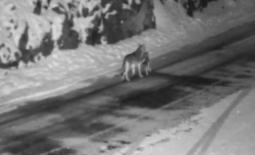 Aç kalan kurtlar avladıkları sokak köpeğini taşırken görüntülendi