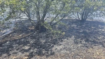 Güney’de orman yangını

