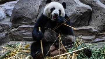 Güney Kore’de ilk defa ikiz panda dünyaya geldi