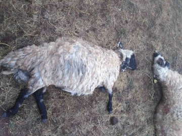 Güroymak’ta yıldırım düştü: 25 koyun telef oldu
