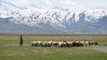 Hakkarili besiciler baharın gelmesiyle hayvanlarını meralara çıkarmaya başladı