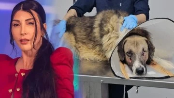 Hande Yener av tüfeğiyle vurulan köpeği sahiplendi