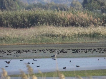 Hatay’da 304 kuş türüne sahip sulak alan moloz sahasına döndü
