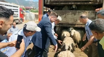 Hatay’da depremde hayvanlarını kaybedenlere küçükbaş dağıtıldı
