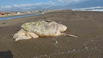 Hatay’da sahilde ölü caretta caretta bulundu
