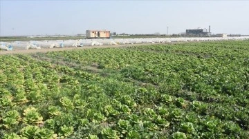 Hatay'da sebze hali açılamadı, marul ve şalgam tarlada kaldı