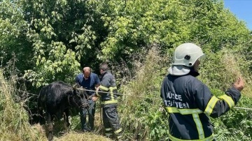 Hayvan pazarından kaçıp Melen Çayı'na düşen tosun itfaiye ekiplerince kurtarıldı