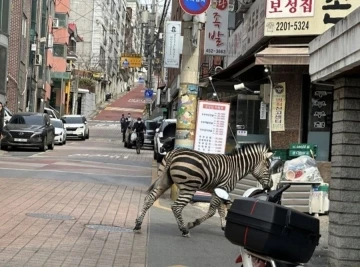 Hayvanat bahçesinden kaçan zebra şehre indi
