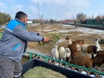 Hayvanlara zorlu kış şartları hissettirilmiyor
